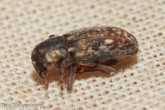 Microlarinus lareynii