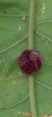 Druon ignotum