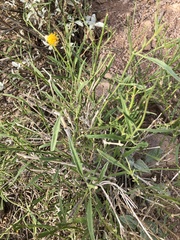 Bebbia juncea