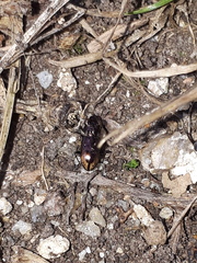 Notiophilus biguttatus