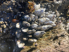 Pollicipes polymerus
