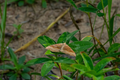 Scotopteryx chenopodiata