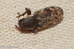 Microlarinus lareynii