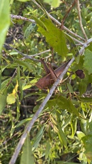 Schistocerca damnifica