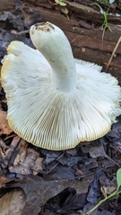 Russula claroflava