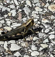 Melanoplus differentialis