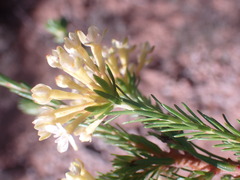 Gnidia squarrosa