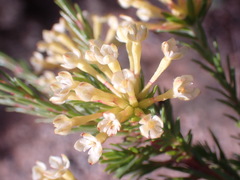 Gnidia squarrosa