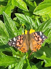 Vanessa braziliensis