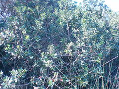 Sideroxylon inerme inerme