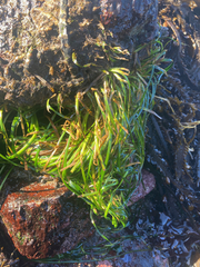 Phyllospadix scouleri