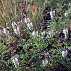 Dalea albiflora