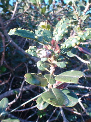 Sideroxylon inerme inerme