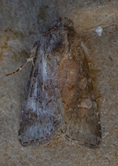 Lacinipolia meditata