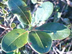 Sideroxylon inerme inerme