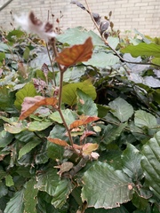Fagus sylvatica