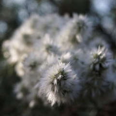 Krascheninnikovia lanata