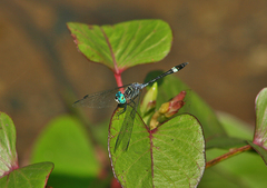 Micrathyria ocellata