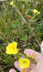 Oenothera biennis