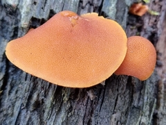 Gymnopilus