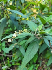 Varronia curassavica