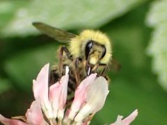 Bombus flavifrons
