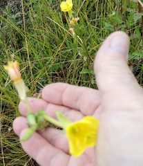 Oenothera biennis