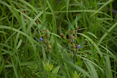 Crotalaria sessiliflora