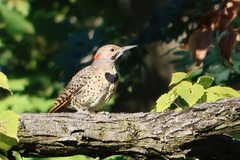Colaptes auratus luteus