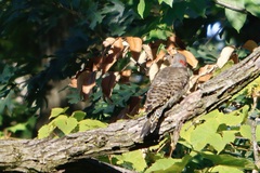 Colaptes auratus luteus