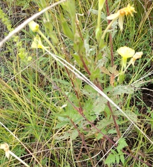 Oenothera biennis