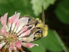 Bombus flavifrons
