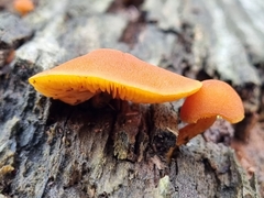 Gymnopilus
