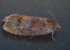 Cydia latiferreana