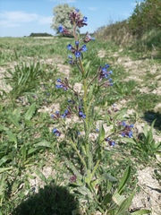 Anchusa