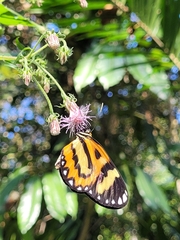 Placidina euryanassa