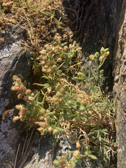 Spergularia macrotheca