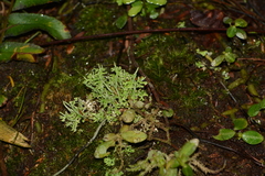 Cladonia ceratophylla