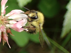 Bombus flavifrons