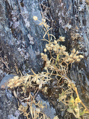 Spergularia macrotheca