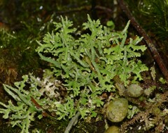 Cladonia ceratophylla