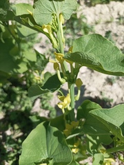 Aristolochia clematitis