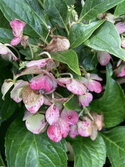 Hydrangea