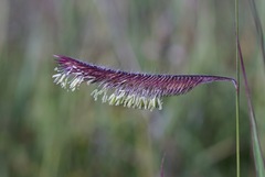 Bouteloua gracilis
