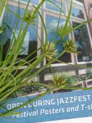 Cyperus squarrosus