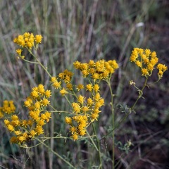 Hymenothrix wislizeni