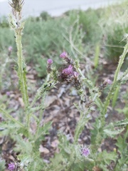 Carduus pycnocephalus