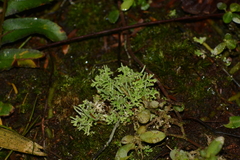 Cladonia ceratophylla