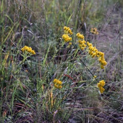 Hymenothrix wislizeni