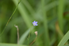 Wahlenbergia marginata
